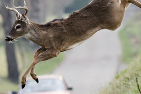 'Tis the peak season for deer-car collisions